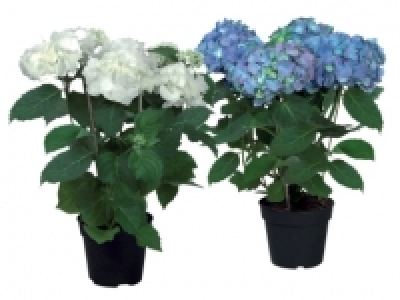Hydrangea £4.99