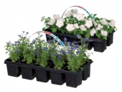 Bedding Plants £2.49