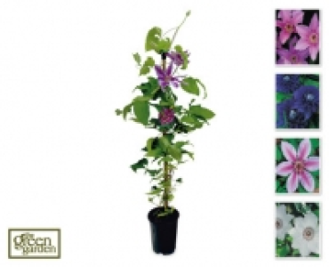 Aldi  Hybrid Clematis