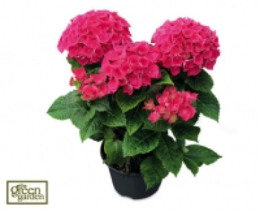 Hydrangea £4.99