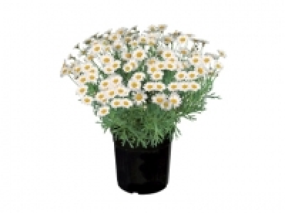 Marguerite £5.99
