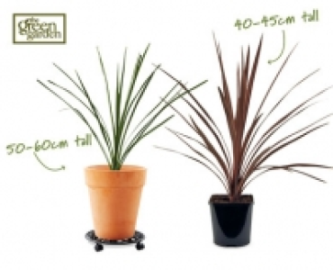 Cordyline