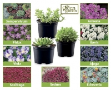 Alpines