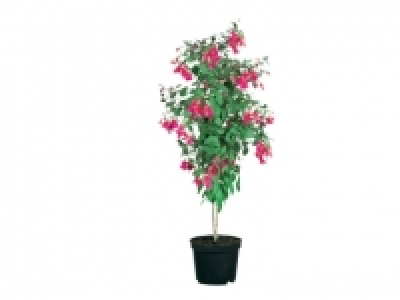 Standard Fuchsia £6.99