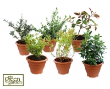 Assorted Shrubs