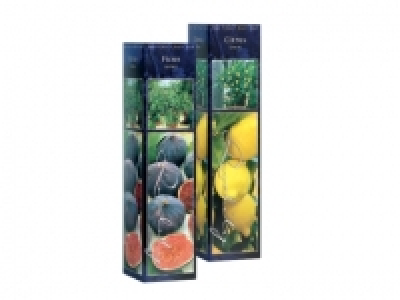 Mediterranean Plants £3.99
