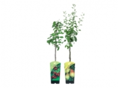 Dwarf Fruit Trees £8.99