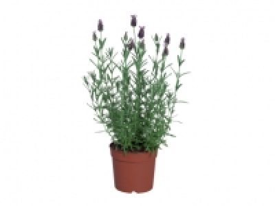 French Butterfly Lavender £2.99