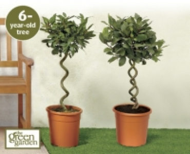 Spiral Bay Tree £19.99