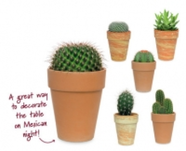 Cacti and Succulents £2.99
