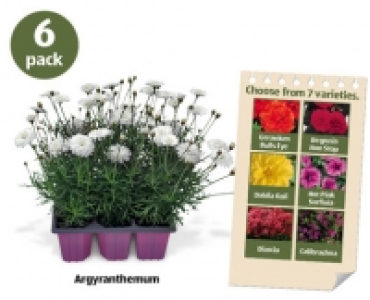 Premium Bedding Plants