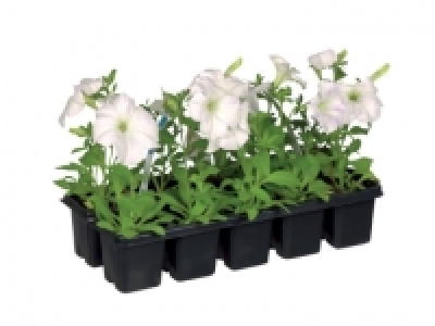 Bedding Plants £2.49