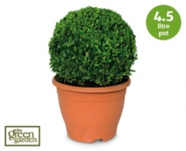 Buxus Ball Tree