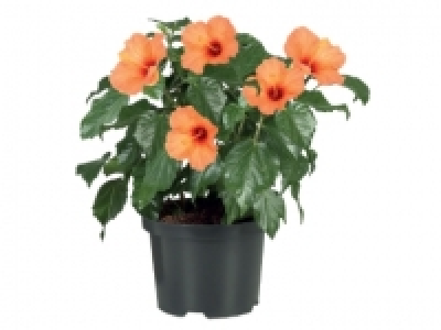 Hibiscus £4.99