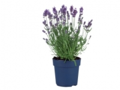 English Lavender £2.49