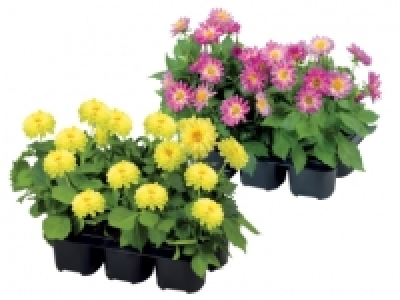 Bedding Plants £3.99