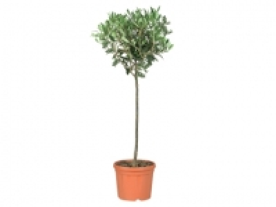 Standard Olive Tree £11.99