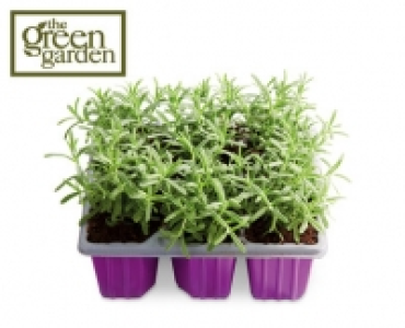 Lavender £3.99
