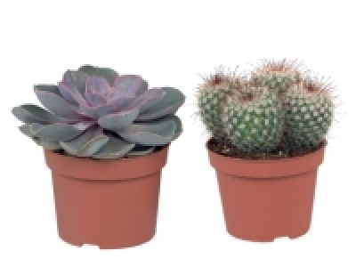 Cacti & Succulents £2.49