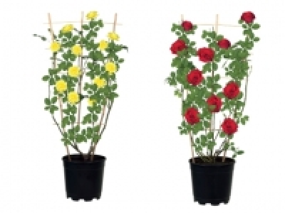 Rose on Trellis £10.00