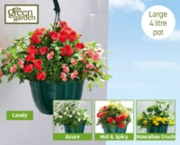 Filled Hanging Basket