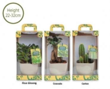 Gift Boxed Exotic Plant