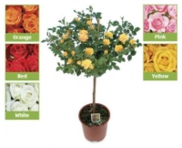 Standard Rose