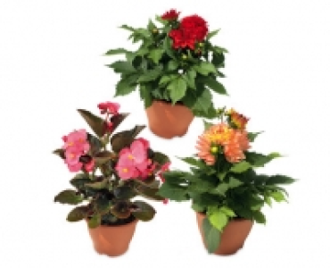 Summer Bell Pot Planter
