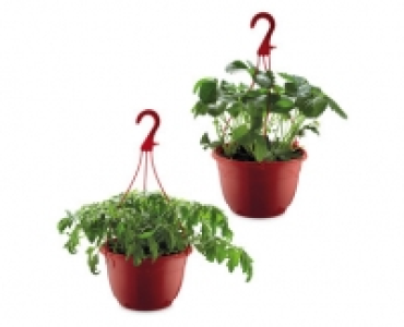 Hanging Baskets £3.49