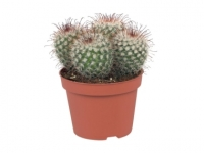 Cacti & Succulents