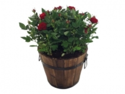 Rose Planter