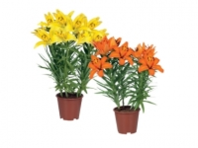 Asiatic Lilies £2.99