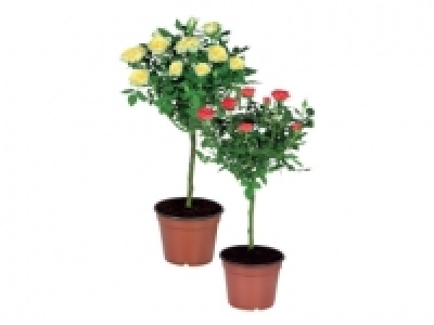 Standard Rose £8.99