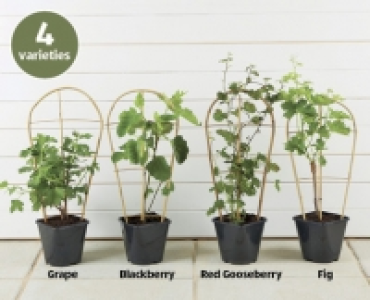 Trellis Trained Fruit Plants