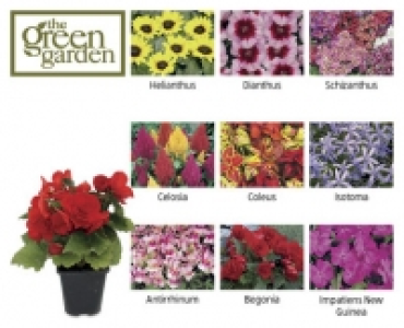 Instant Colour Bedding Plants