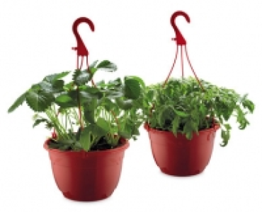 Strawberry/Tomato Hanging Basket