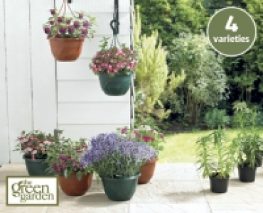 Planters/Hanging Baskets
