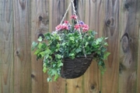 Fuchsia Pansy Hanging Basket Purple & Pink
