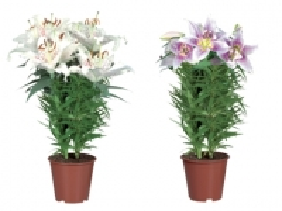 Oriental Lilies £5.00