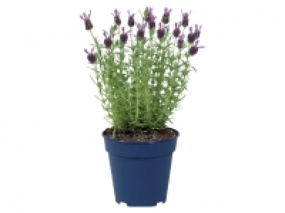 Lavender £4.99