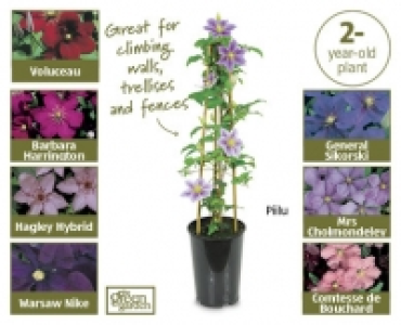 Hybrid Clematis £5.99