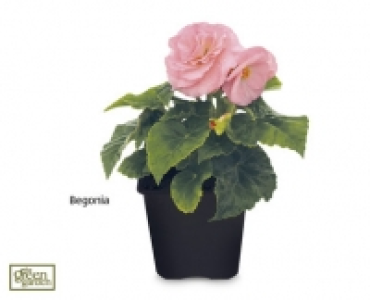 Instant Colour Bedding Plants £99.00