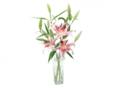 Oriental Lilies £3.40