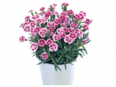 Dianthus £3.99