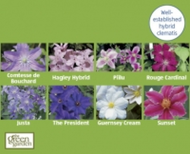 Clematis £3.99