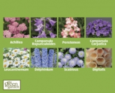 Perennials £2.49