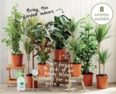House Plants £8.99
