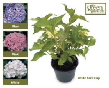 Hydrangea £7.49