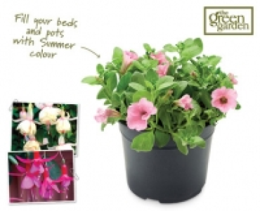 Fuchsia/Petunia