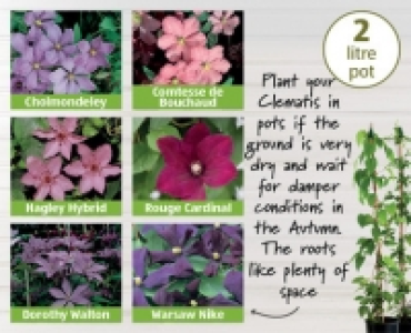 Summer Clematis
